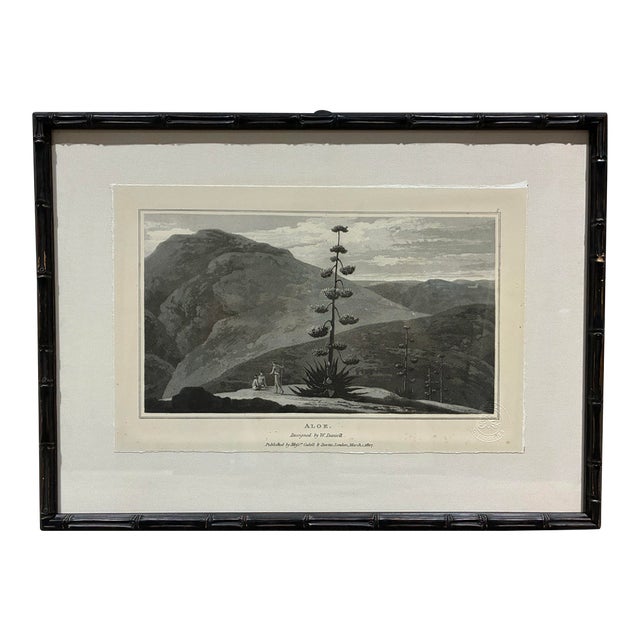 Natural Curiosities “Aloe” After William Daniell 1807 Botanical Landscape Print For Sale