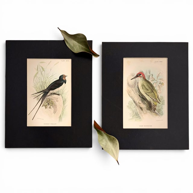 1896 Matted Antique Bird Prints Pair — Chimney Swallow & Green Woodpecker For Sale In Columbus - Image 6 of 8