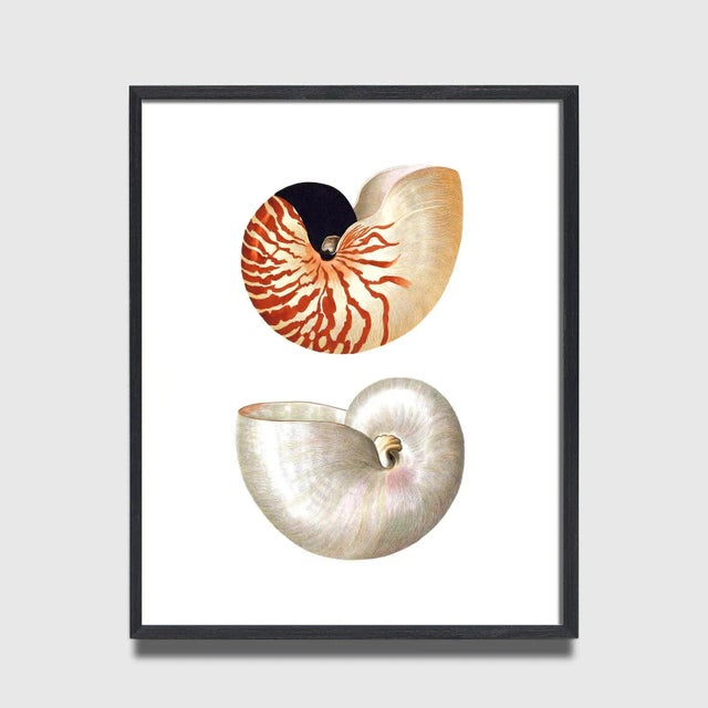 Illustration Reproduction Coastal Shells Curiosities Print – 16" X 20" For Sale - Image 3 of 4