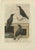 Sepp, Nozeman & Houttuyn, Starling Birds, 1770, Print For Sale