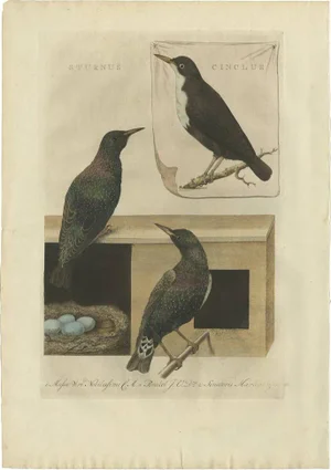 Sepp, Nozeman & Houttuyn, Starling Birds, 1770, Print