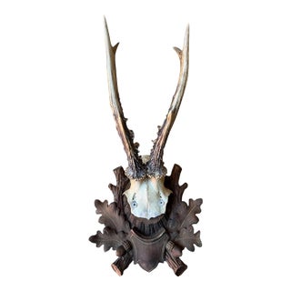 Roe Deer Trophy 65 Black Forest Antlers For Sale