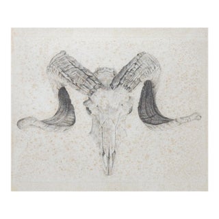 Vintage Ram Skull Drawing For Sale