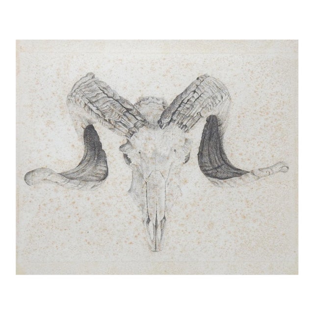 Vintage Ram Skull Drawing For Sale