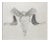 Vintage Ram Skull Drawing For Sale