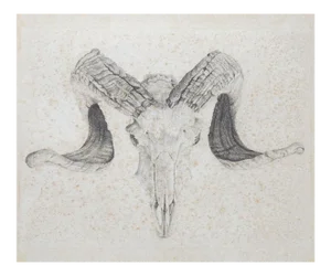 Vintage Ram Skull Drawing