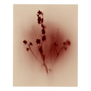 Ugne Pouwell, Vestige Abstract Expression Edition of 20, Photograph For Sale