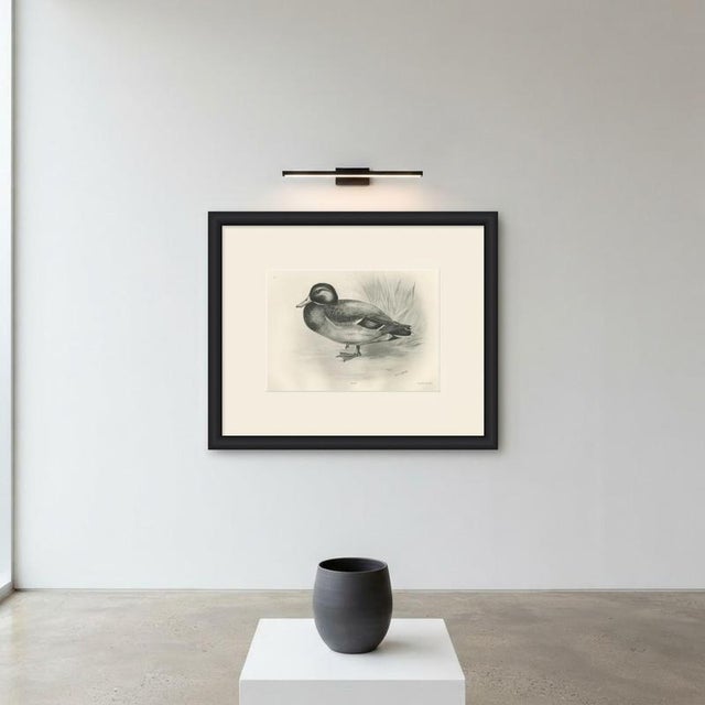 After Lilian Medland, Dabbling Duck, 1909, Print For Sale - Image 10 of 12