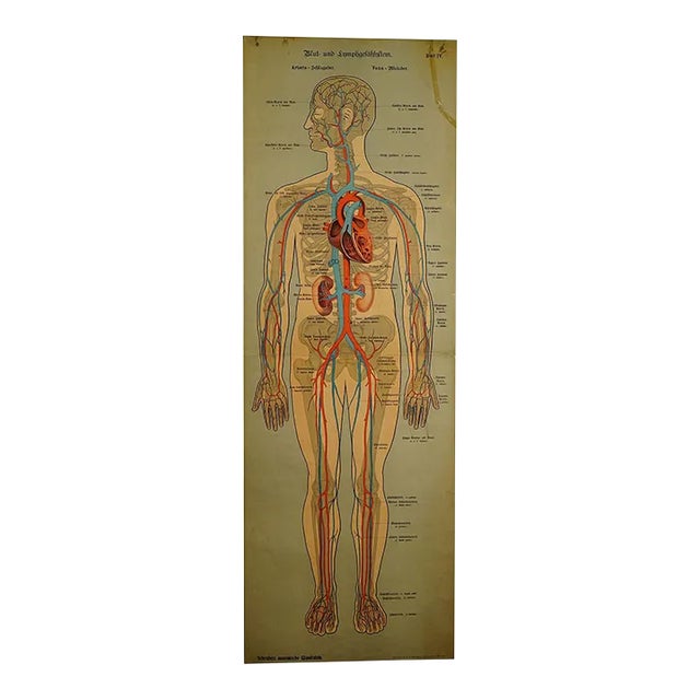 Anatomical Wall Chart Depicting the Human Lymphatic and Blood Vessels For Sale