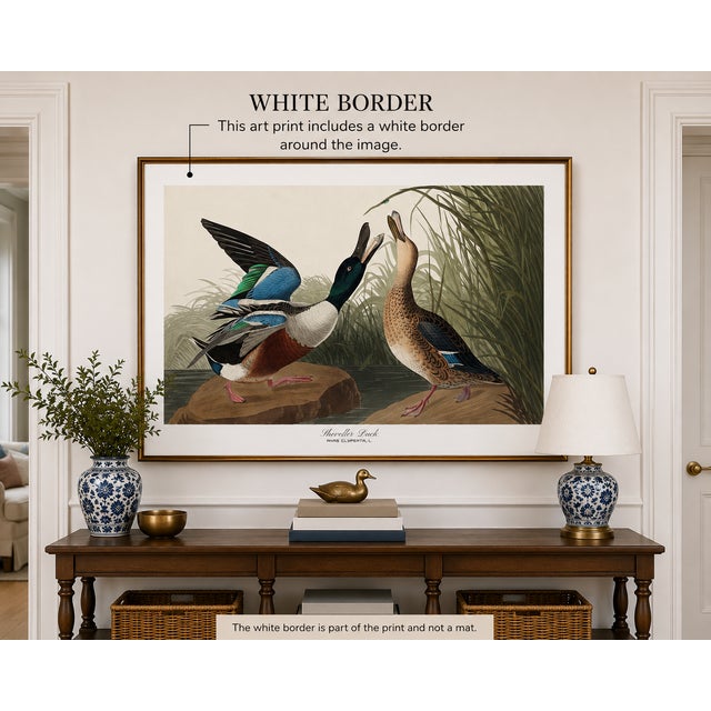 Vintage waterfowl artwork reproduced from Birds of America (1827) by John James Audubon and refined for modern printing....
