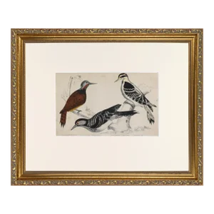 19th Century English Hand Colored Bird Engraving by Goldsmith