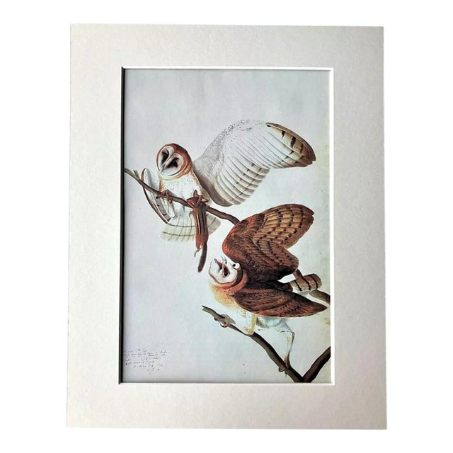 Vintage John James Audubon Matted Print, 1966: Barn Owl For Sale