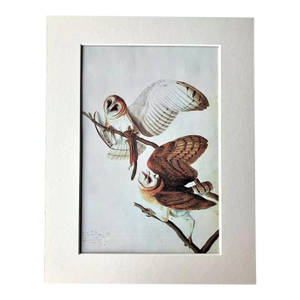 Vintage John James Audubon Matted Print, 1966: Barn Owl