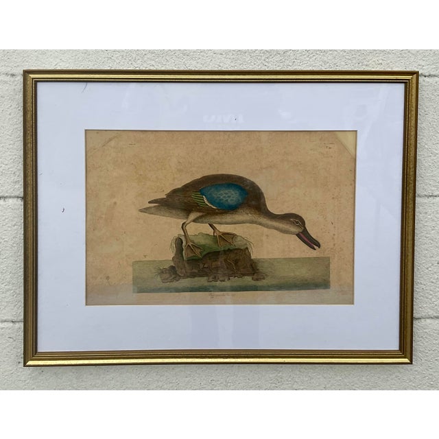 18th Century Framed Engravings by Mark Catesby, Set of Nine Natural History Art For Sale - Image 11 of 17