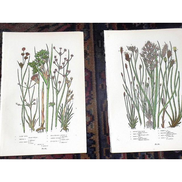Late 19th Century Antique 19th Century Botanical Lithographs - Set of 12 For Sale - Image 5 of 9