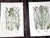 Late 19th Century Antique 19th Century Botanical Lithographs - Set of 12 For Sale - Image 5 of 9