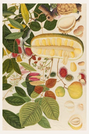 Tropical Fruit Art Print – Vintage Asian Botanical Illustration, 36" X 54"