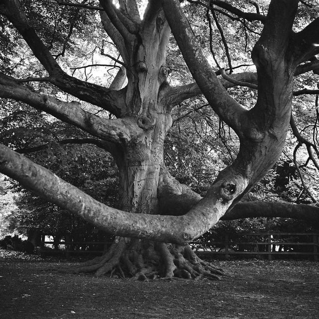 Paul Cooklin, Brandon Country Park, Photograph For Sale