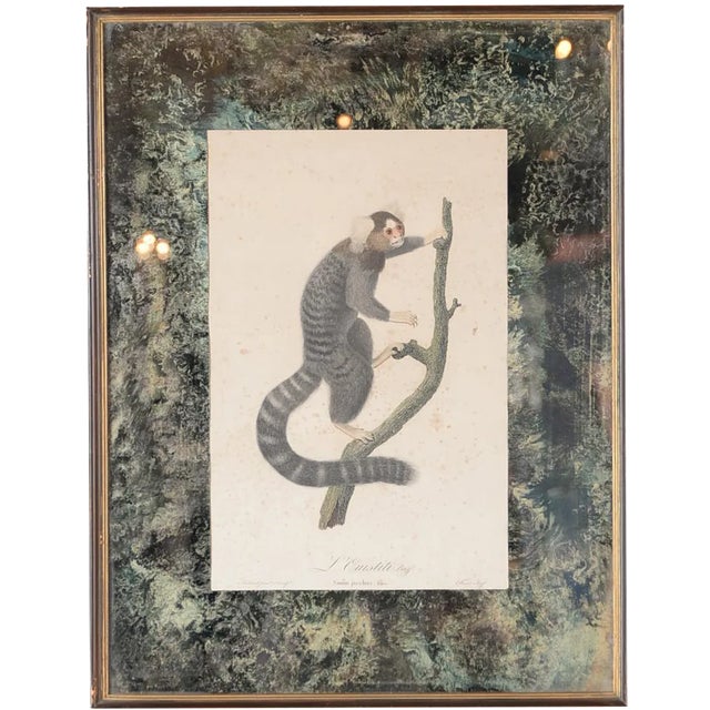 Jean Baptiste Audebert 18th Century Print of a Monkey For Sale
