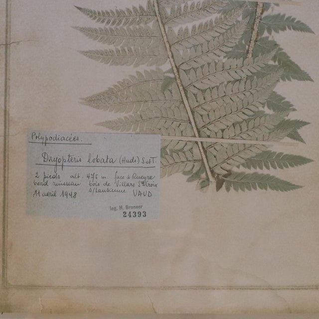 1940s Pair of Framed Swiss Herbarium Fern Facsimile Prints, 1948 & 1953 Specimens For Sale - Image 5 of 8