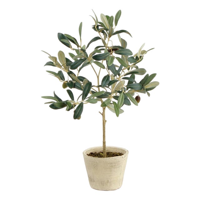 Olive Tree With Fruit In Pot 19.5" For Sale