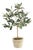 Olive Tree With Fruit In Pot 19.5" For Sale