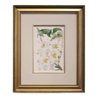 Circa 1870 Hand-Colored Botanical Print From Curtis' Botanical Magazine For Sale