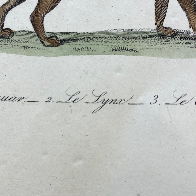Paper French Antique 18th Century "Le Jaguar" Animal Engraving Hand Colored Artwork For Sale - Image 7 of 9