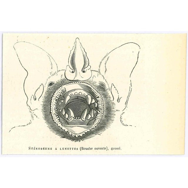 Sténoderme à Lunettes is an original lithograph on ivory-colored paper, realized by Paul Gervais (1816-1879). The artwork...