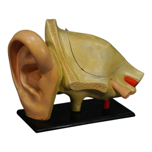 Antique Teaching Aid Modell of an Ear - Somso Ca. 1900