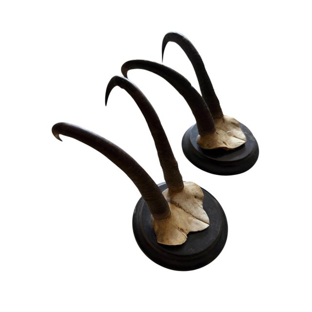 Cabin 1900s Pair Chamois Goat Horn Trophies Black Forest Mount For Sale - Image 3 of 4