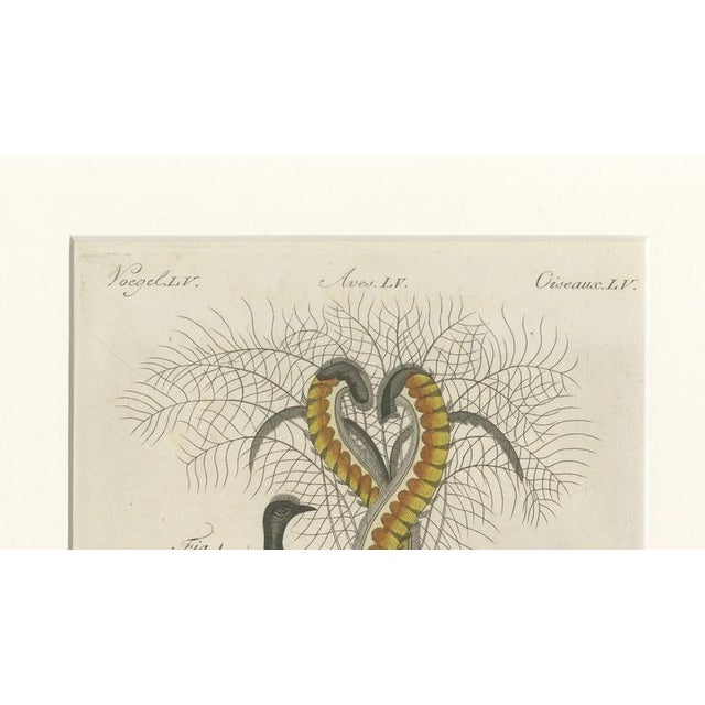 Bertuch, Lyrebird & Tailorbird, 1797, Engraving For Sale - Image 6 of 9