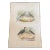 French Antique 18th Century “L’Oiseau” Bird Engraving Hand Colored Artwork For Sale