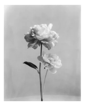 Peony no.2 - Analogue Black and White Floral Photography 2022