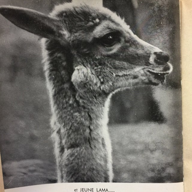 "Animaux Captifs French Zoos" 1954 Book For Sale In New York - Image 6 of 11