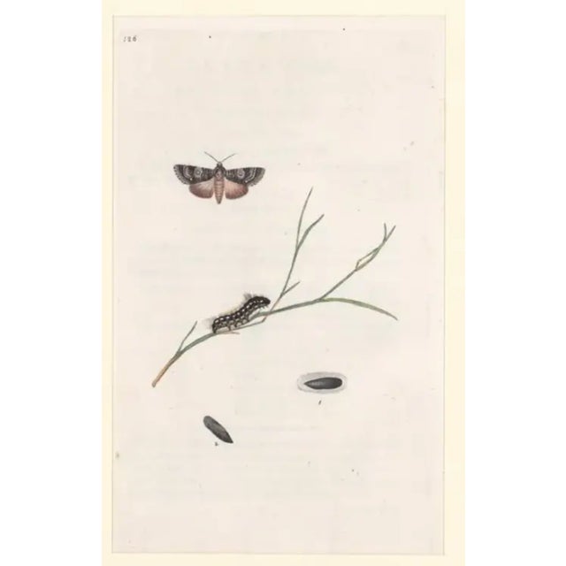 Traditional Antique English Butterfly & Moth Engravings - Set of Four For Sale - Image 3 of 5
