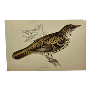 Antique Bird Print From England Showcasing a Stoic White’s Thrush - Circa 1880
