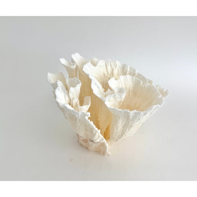 Natural White Poca Coral Specimen For Sale In Los Angeles - Image 6 of 8