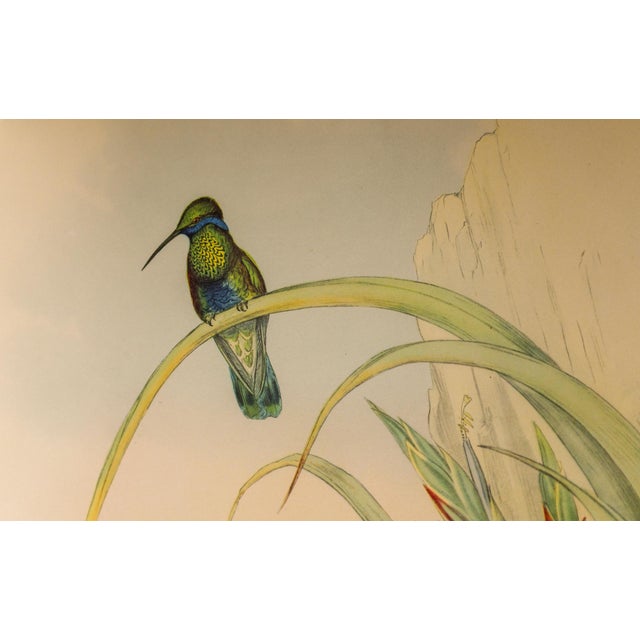 Set of 4 1946 John Gould Hummingbird Lithograph | Vintage Bird Print | i.b. Fischer Co. | 16 X 20 | Botanical Wall Art For Sale - Image 15 of 17