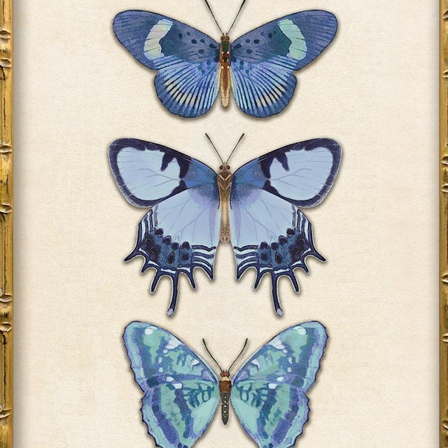 Reproduction Vintage Blue Butterfly Art Print Set (Set of 2), Framed For Sale In New York - Image 6 of 7