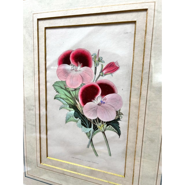 19th Century Hand-Colored Botanical Engravings of Geraniums – Framed Pair, Circa 1840s For Sale - Image 11 of 12