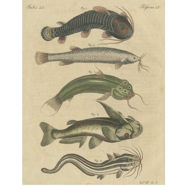 Bertuch, Five Catfish with Long Barbels, 1815, Print For Sale - Image 12 of 12