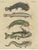 Bertuch, Five Catfish with Long Barbels, 1815, Print For Sale - Image 12 of 12