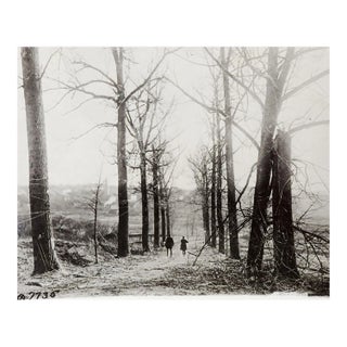 Vintage Wwi Official Photograph Lonely Tree Lined Lane Strung Wire For Sale
