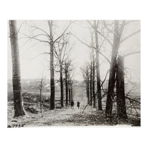 Vintage Wwi Official Photograph Lonely Tree Lined Lane Strung Wire
