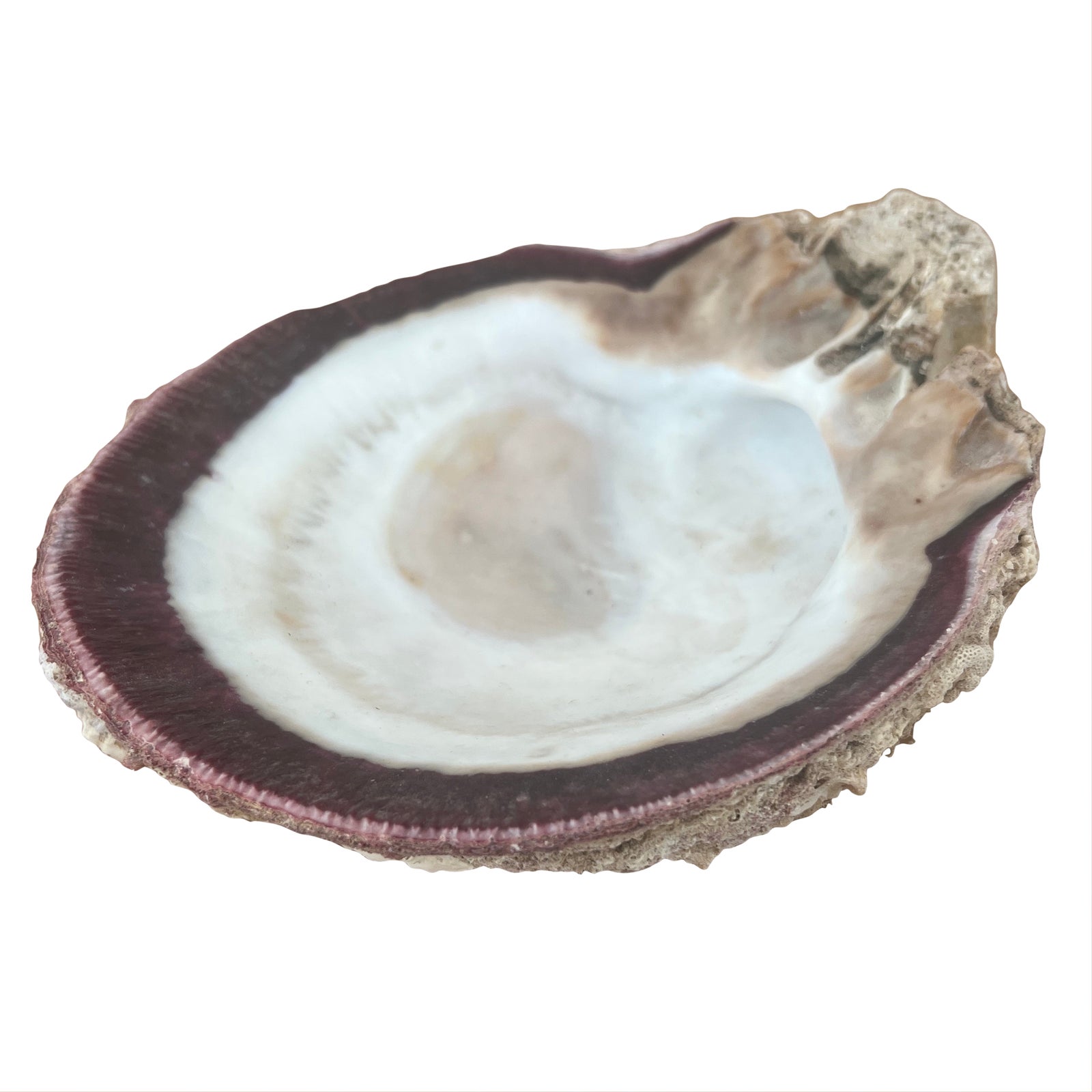 Vintage Fossilized Spondylus Purple Oyster Shell Large 5” X 5.5 ...