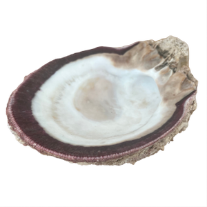 Vintage Fossilized Spondylus Purple Oyster Shell Large 5” X 5.5” Natural Seashell