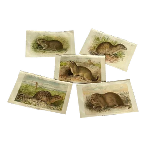 Antique Lithograph Animal Prints Set of 5