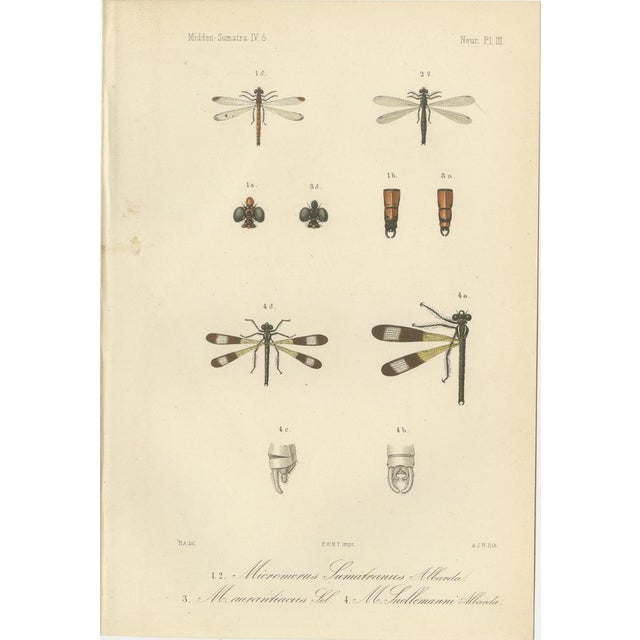 P. W. M. Trap, Sumatra Dragonfly and Insect Fauna Studies, 1887, Lithographs on Paper, Set of 6 For Sale - Image 5 of 10