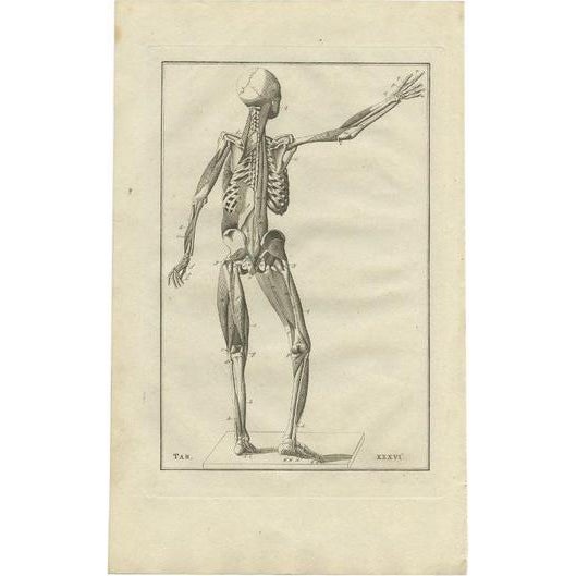 Bartolomeo Eustachi, Anatomy Illustration of the Muscular System, 1798, Print For Sale - Image 6 of 6